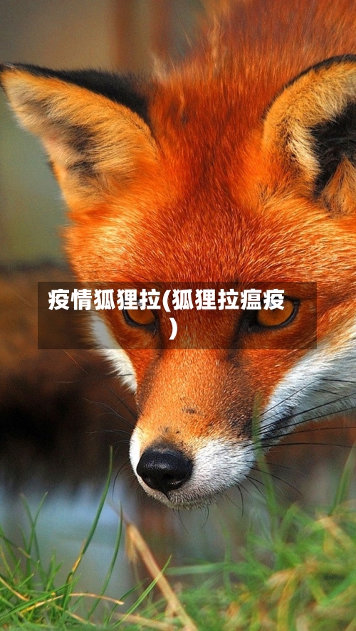 疫情狐狸拉(狐狸拉瘟疫)-第1张图片
