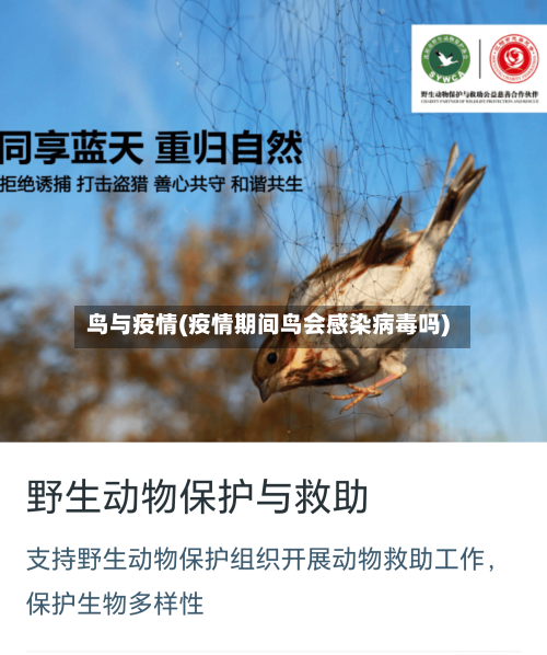 鸟与疫情(疫情期间鸟会感染病毒吗)