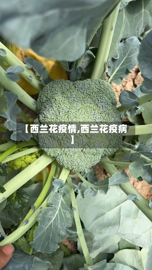 【西兰花疫情,西兰花疫病】