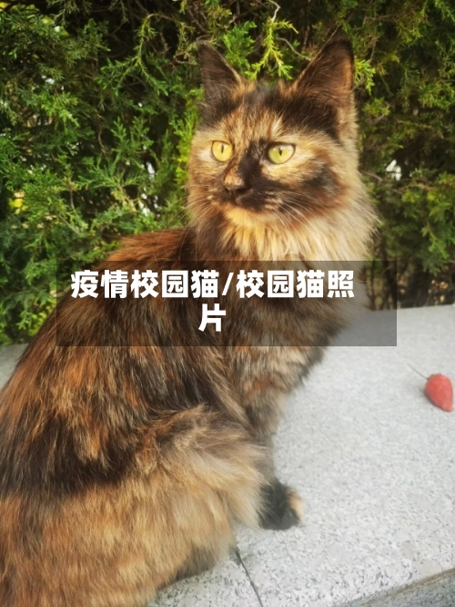 疫情校园猫/校园猫照片