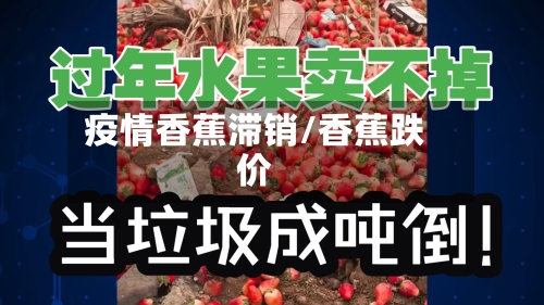 疫情香蕉滞销/香蕉跌价
