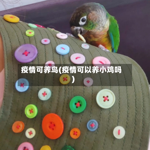 疫情可养鸟(疫情可以养小鸡吗)