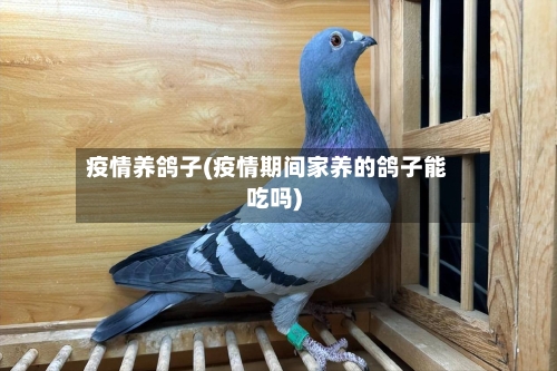 疫情养鸽子(疫情期间家养的鸽子能吃吗)