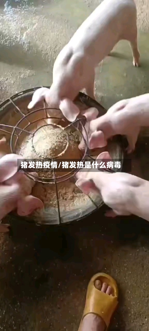 猪发热疫情/猪发热是什么病毒