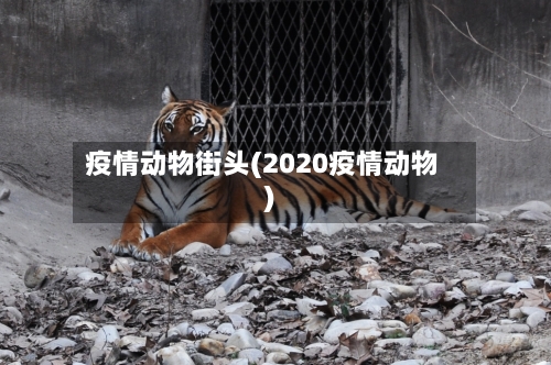 疫情动物街头(2020疫情动物)