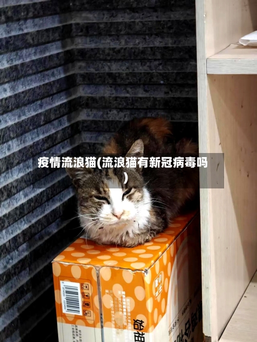 疫情流浪猫(流浪猫有新冠病毒吗)