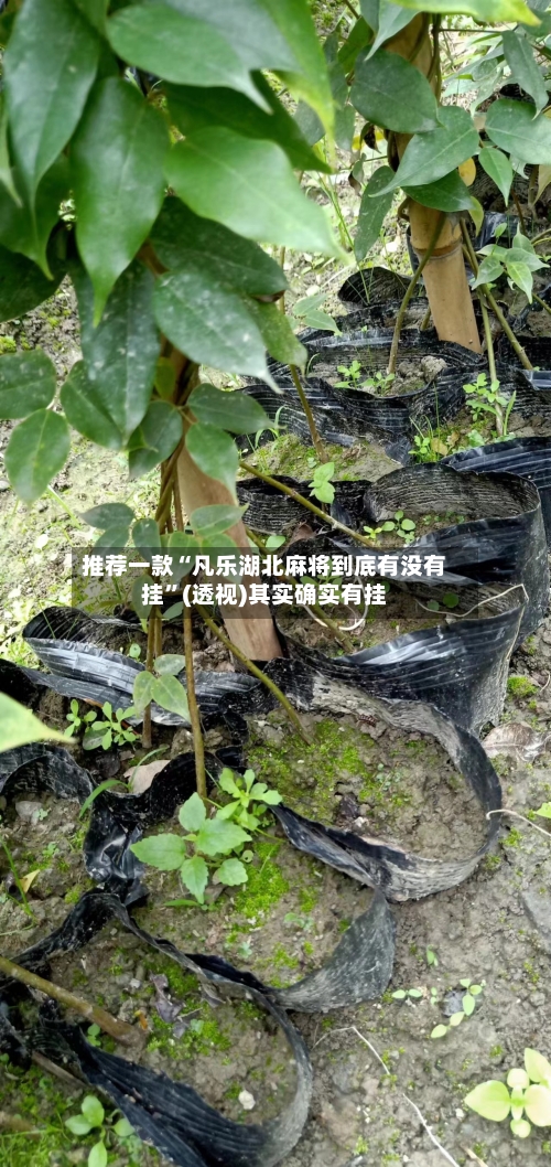 推荐一款“凡乐湖北麻将到底有没有挂”(透视)其实确实有挂