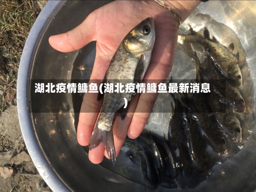 湖北疫情鳙鱼(湖北疫情鳙鱼最新消息)