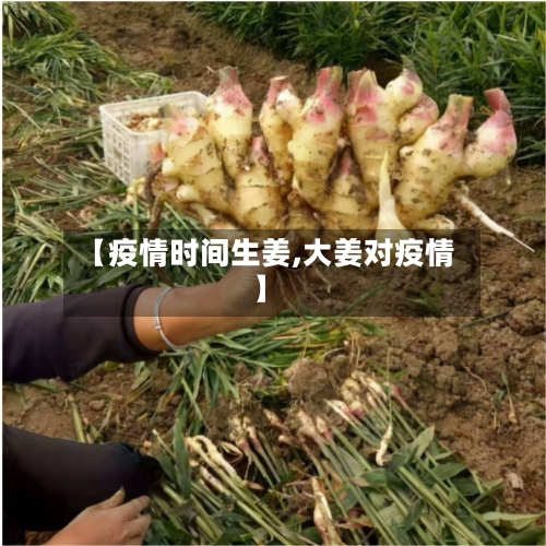 【疫情时间生姜,大姜对疫情】