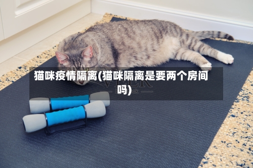 猫咪疫情隔离(猫咪隔离是要两个房间吗)-第1张图片