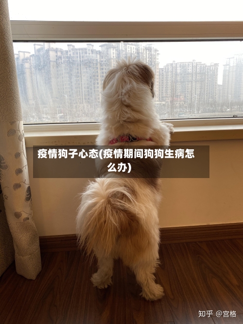 疫情狗子心态(疫情期间狗狗生病怎么办)-第1张图片