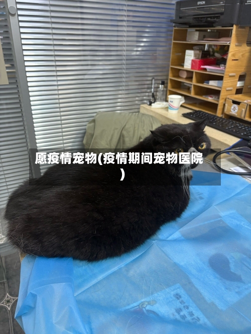 愿疫情宠物(疫情期间宠物医院)-第1张图片