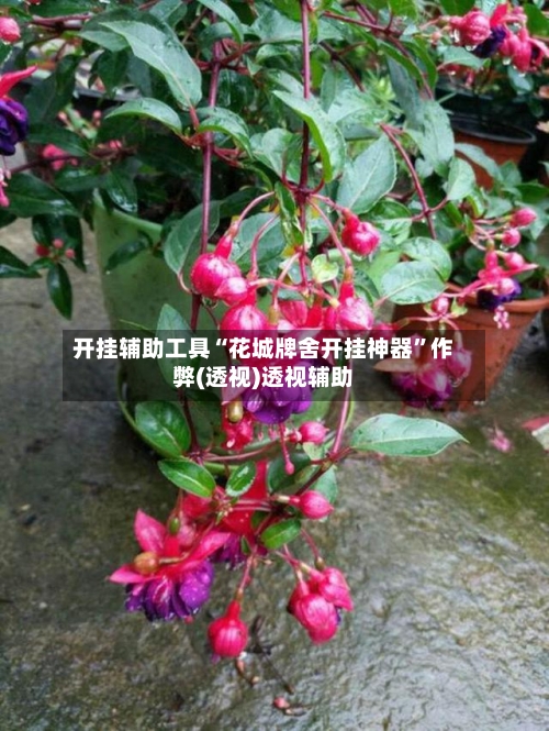 开挂辅助工具“花城牌舍开挂神器”作弊(透视)透视辅助-第1张图片