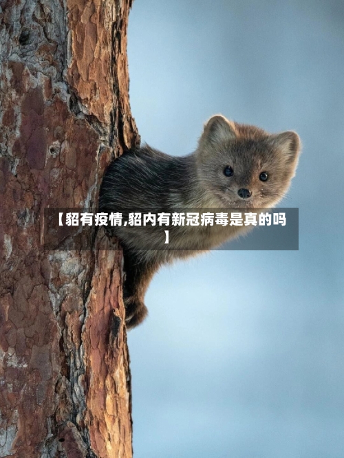 【貂有疫情,貂内有新冠病毒是真的吗】-第3张图片
