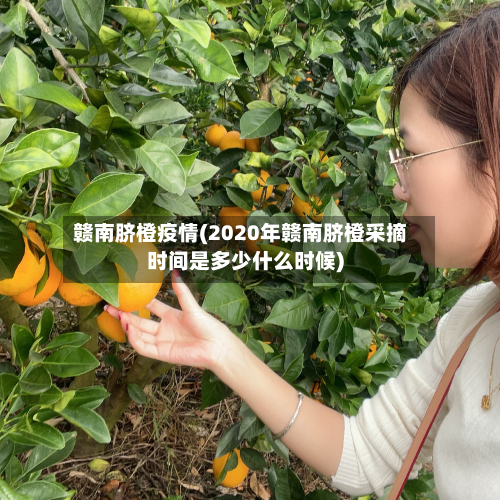 赣南脐橙疫情(2020年赣南脐橙采摘时间是多少什么时候)-第1张图片