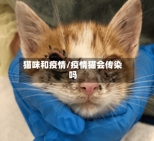 猫咪和疫情/疫情猫会传染吗