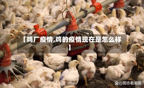 【鸡厂疫情,鸡的疫情现在是怎么样】