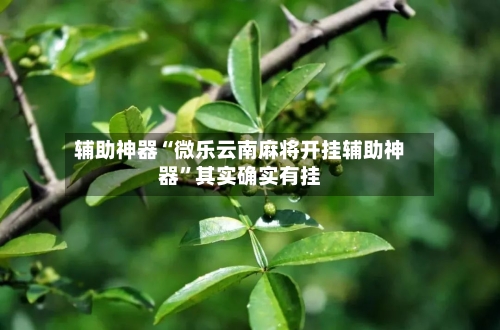 辅助神器“微乐云南麻将开挂辅助神器	”其实确实有挂-第1张图片