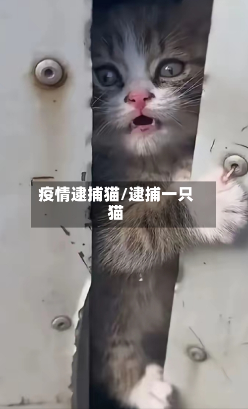 疫情逮捕猫/逮捕一只猫-第1张图片