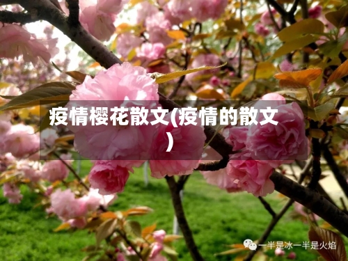 疫情樱花散文(疫情的散文)-第1张图片