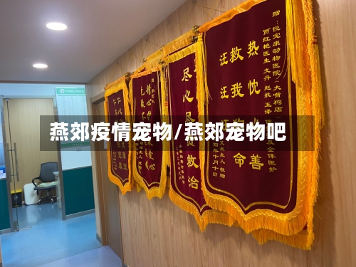 燕郊疫情宠物/燕郊宠物吧-第1张图片