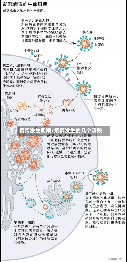 疫情发生周期/疫情发生的几个阶段