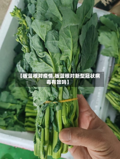 【板蓝根对疫情,板蓝根对新型冠状病毒有效吗】