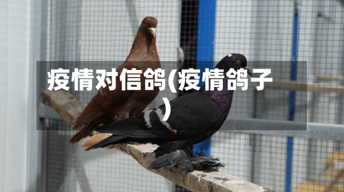 疫情对信鸽(疫情鸽子)