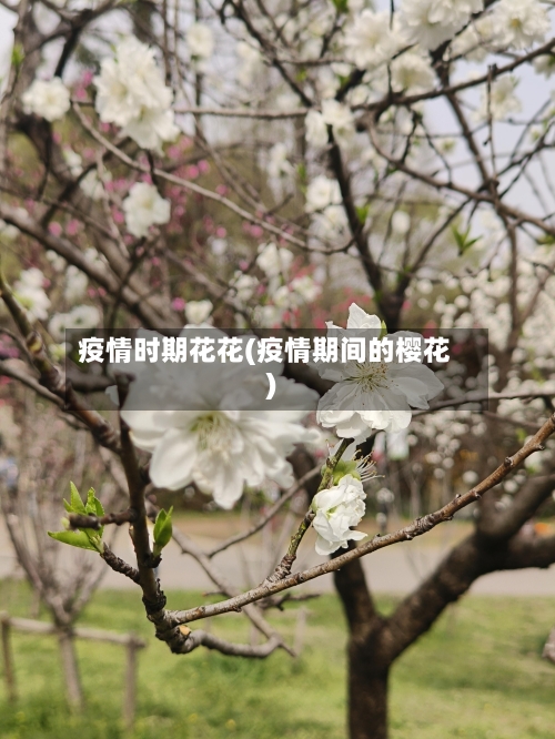 疫情时期花花(疫情期间的樱花)