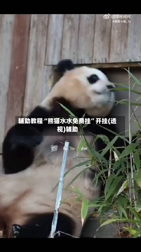 辅助教程“熊猫水水免费挂”开挂(透视)辅助-第1张图片