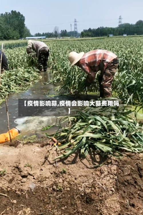 【疫情影响蒜,疫情会影响大蒜费用吗】