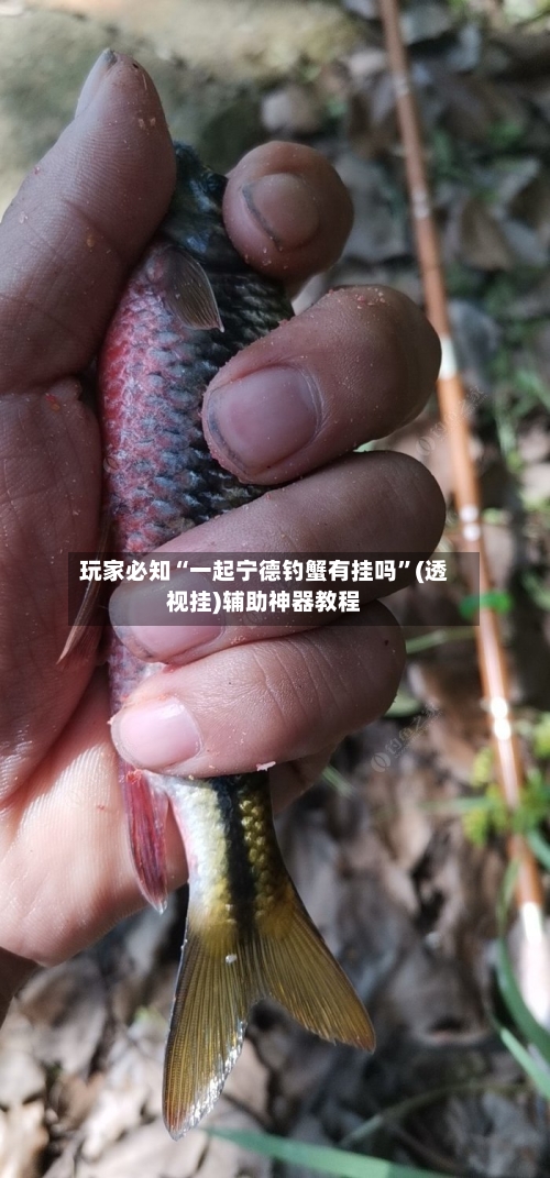 玩家必知“一起宁德钓蟹有挂吗”(透视挂)辅助神器教程-第1张图片