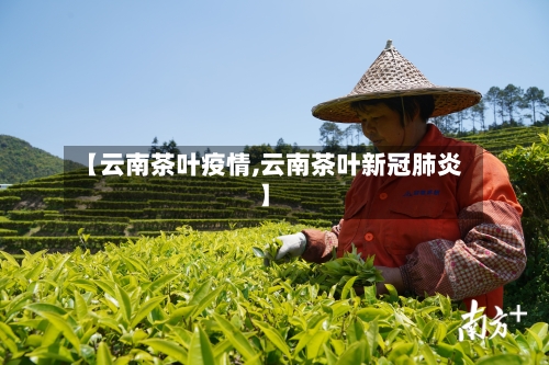 【云南茶叶疫情,云南茶叶新冠肺炎】-第1张图片