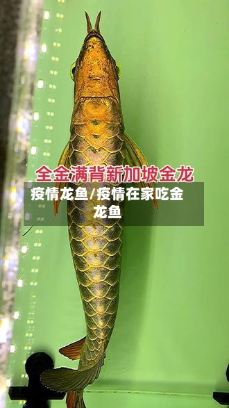 疫情龙鱼/疫情在家吃金龙鱼