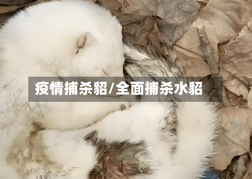 疫情捕杀貂/全面捕杀水貂