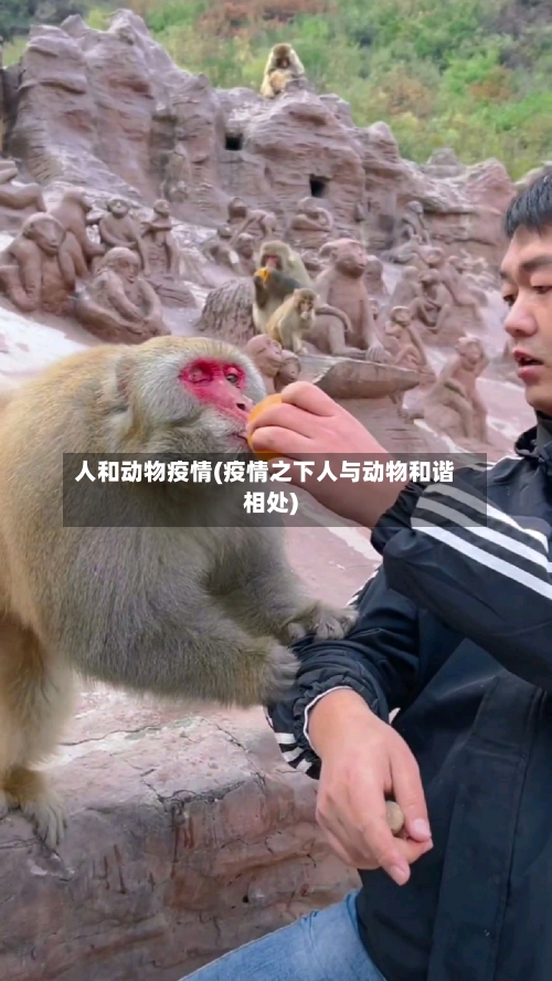 人和动物疫情(疫情之下人与动物和谐相处)