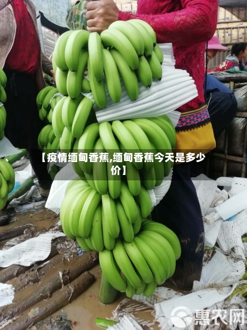 【疫情缅甸香蕉,缅甸香蕉今天是多少价】-第1张图片