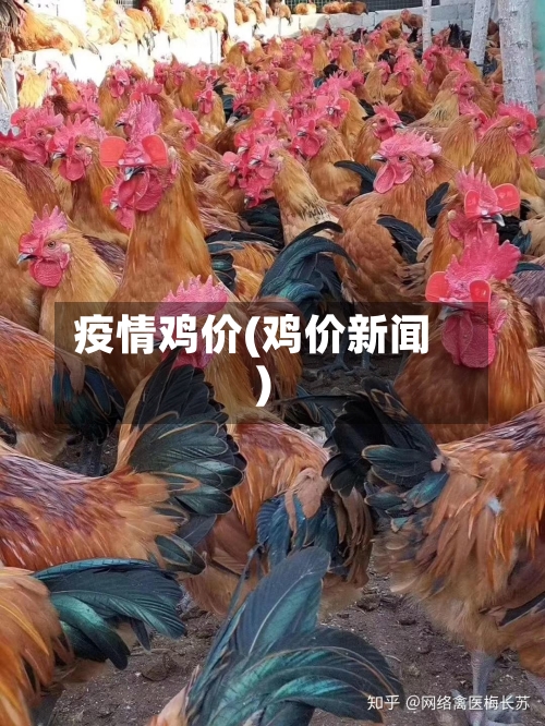 疫情鸡价(鸡价新闻)
