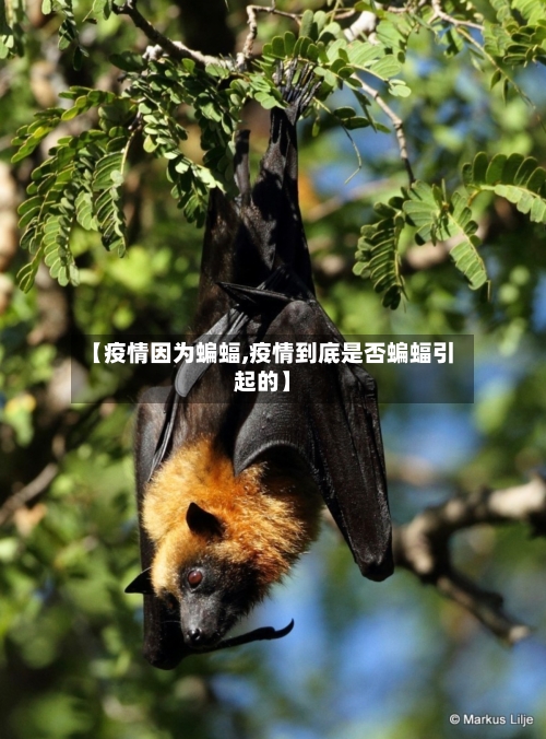 【疫情因为蝙蝠,疫情到底是否蝙蝠引起的】