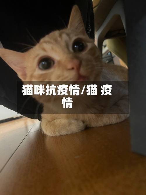 猫咪抗疫情/猫 疫情