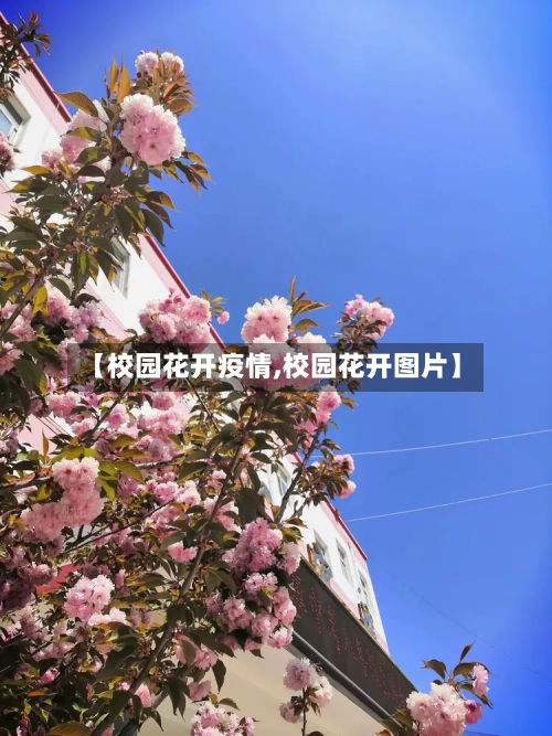 【校园花开疫情,校园花开图片】