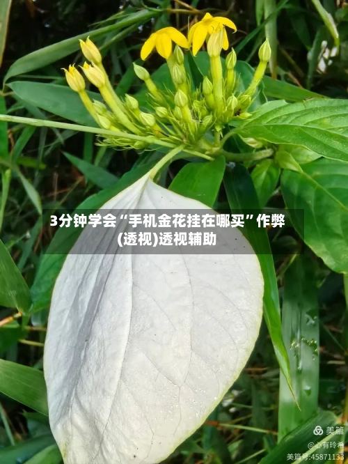 3分钟学会“手机金花挂在哪买”作弊(透视)透视辅助-第1张图片