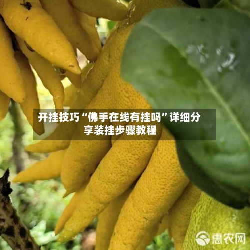 开挂技巧“佛手在线有挂吗”详细分享装挂步骤教程-第1张图片