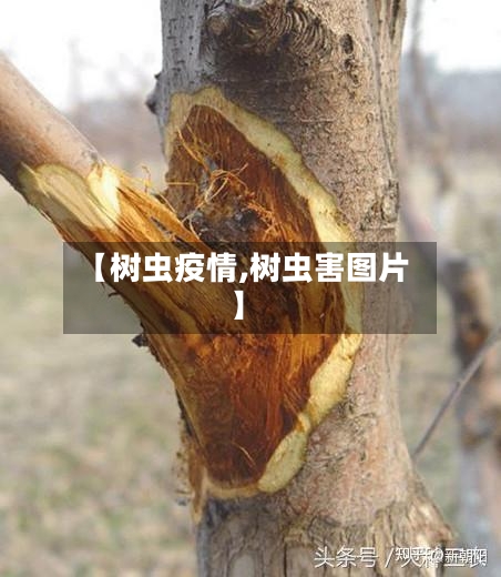 【树虫疫情,树虫害图片】