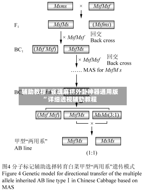 辅助教程“雀魂麻将外卦神器通用版”详细透视辅助教程-第1张图片