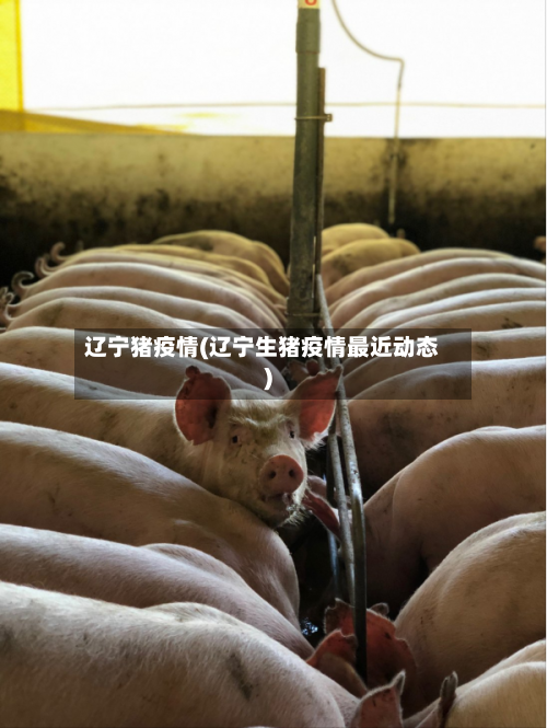 辽宁猪疫情(辽宁生猪疫情最近动态)