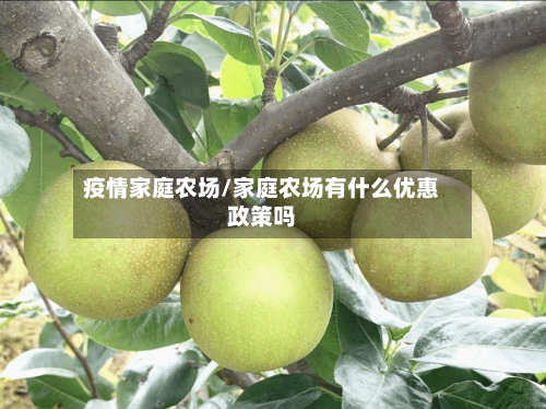 疫情家庭农场/家庭农场有什么优惠政策吗