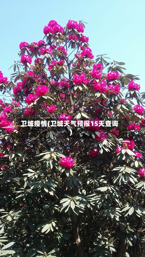 卫城疫情(卫城天气预报15天查询)-第2张图片