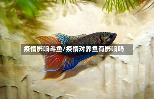 疫情影响斗鱼/疫情对养鱼有影响吗