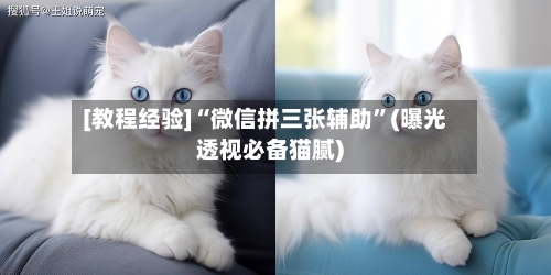 [教程经验]“微信拼三张辅助”(曝光透视必备猫腻)